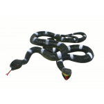Gumený hadík – čierny s bielymi pruhmi