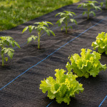 Čierna agrotextília UV 90g - 1,1x50m MulltiGarden