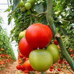Fóliový skleník 4x2,5x2 m 10 m² kovový rám UV fólia - zelený